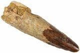Fossil Spinosaurus Tooth - Real Dinosaur Tooth #312933-1